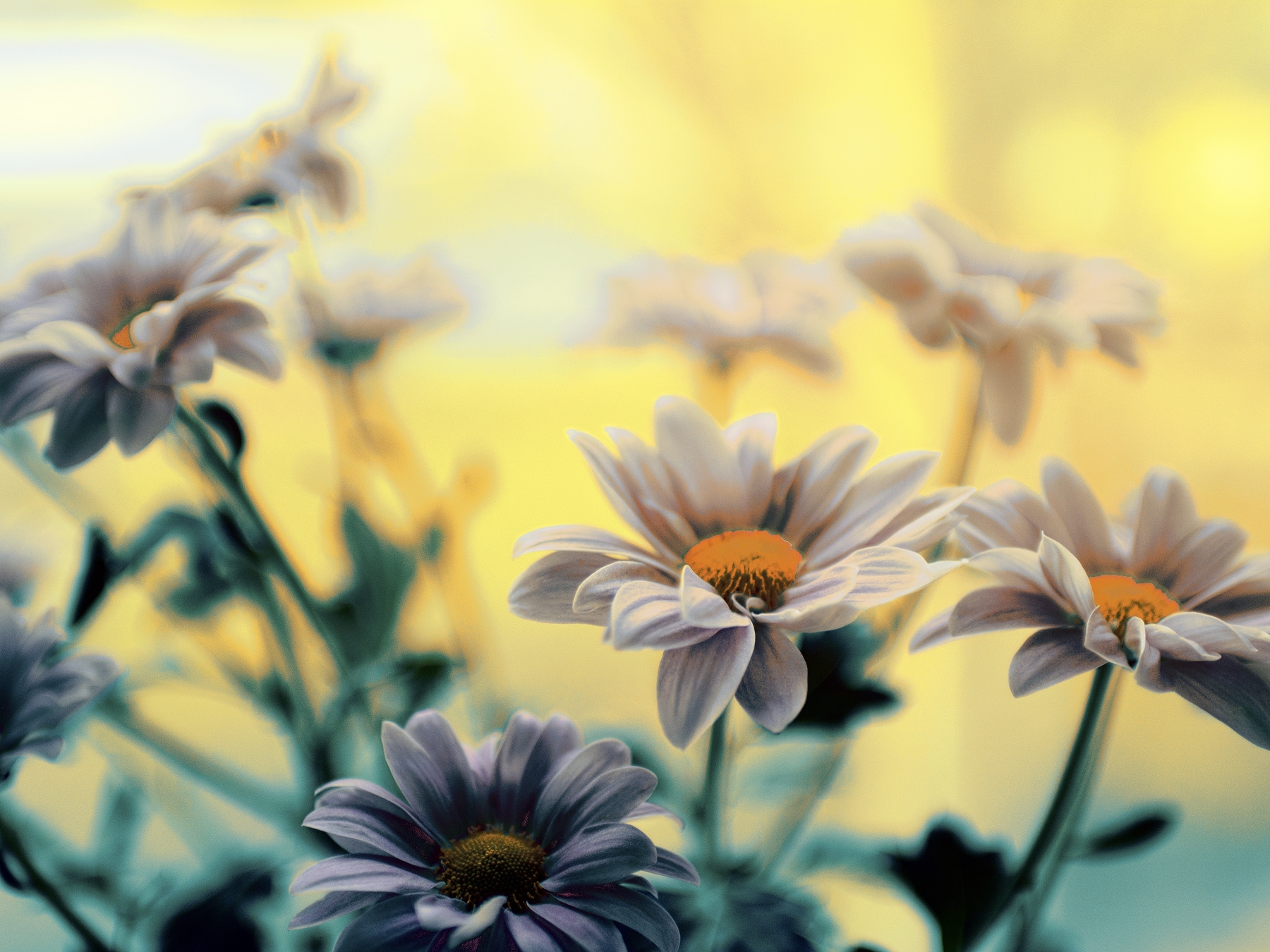 Summer Sunrise Flowers Wallpaper | Happywall