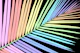 Rainbow Palm Leaf 1