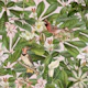 Birds Summer Paradise