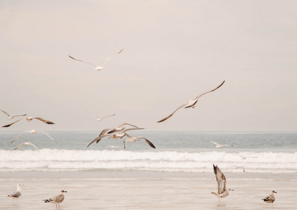birdsflying