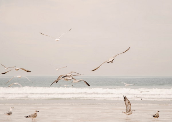 Ocean Waves with Seagulls in Flight