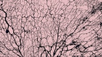 Black Forest Branches on Pink ταπετσαρία