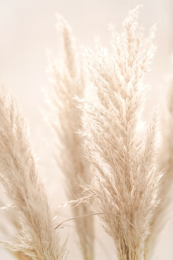 Pampas Reed 08 in the sunlight