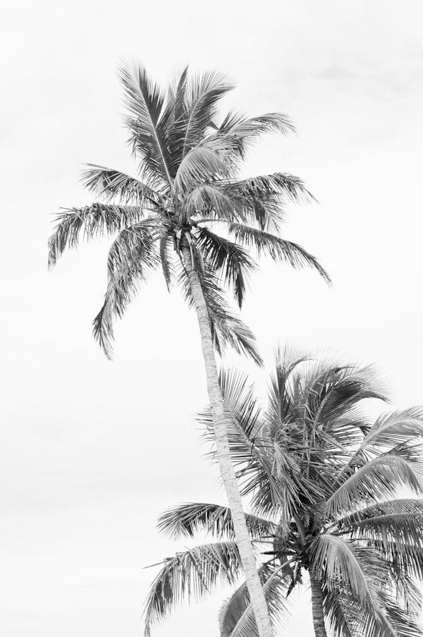 Floridian Palms Black White 1