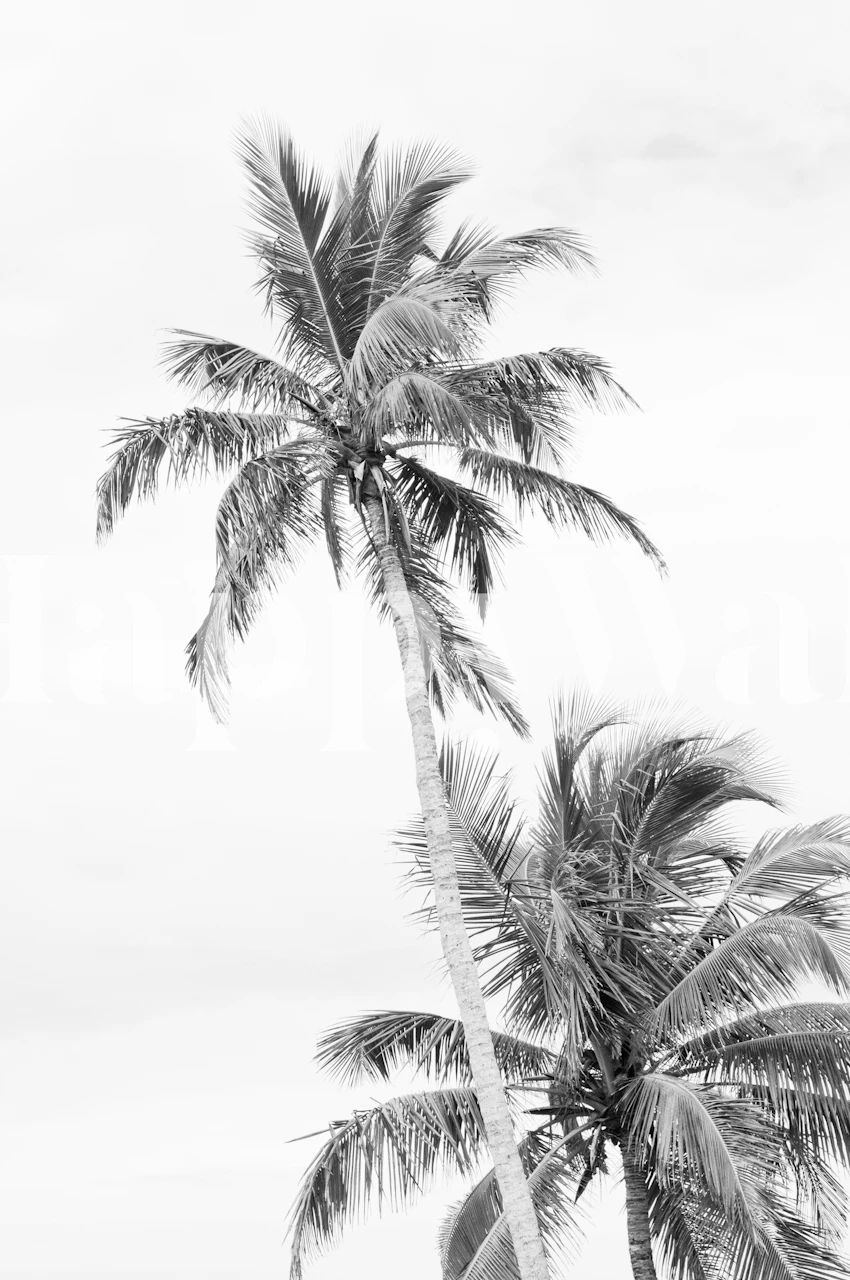 Tropical palm trees in black and white wallpaper