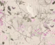 Spring Birds Chinoiserie Pink