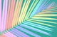 Rainbow Palm Leaf 3