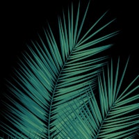 Green Palm Leaves Cali Vibes 1 tapete