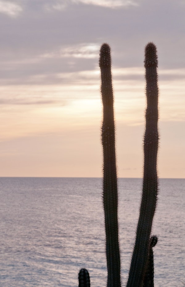 Caribbean Ocean Cacti Oasis 1