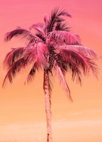 Palm Tree Beach Dream 1 behang