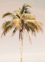 Palm Tree Beach Dream 2 behang