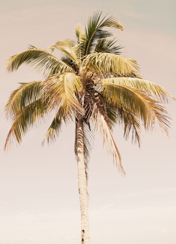 Palm Tree Beach Dream 2