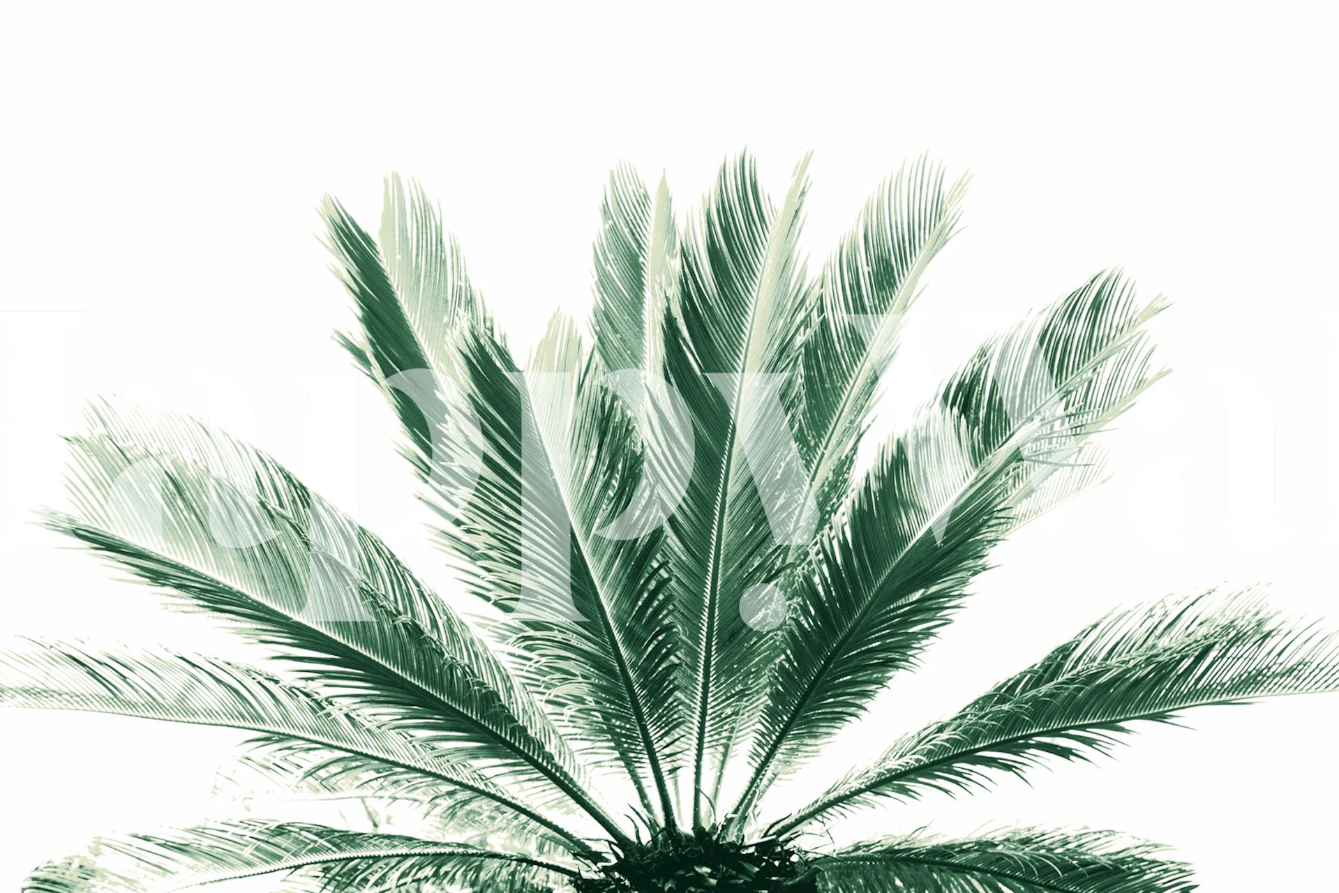 Tropisk palm tapet i et rom