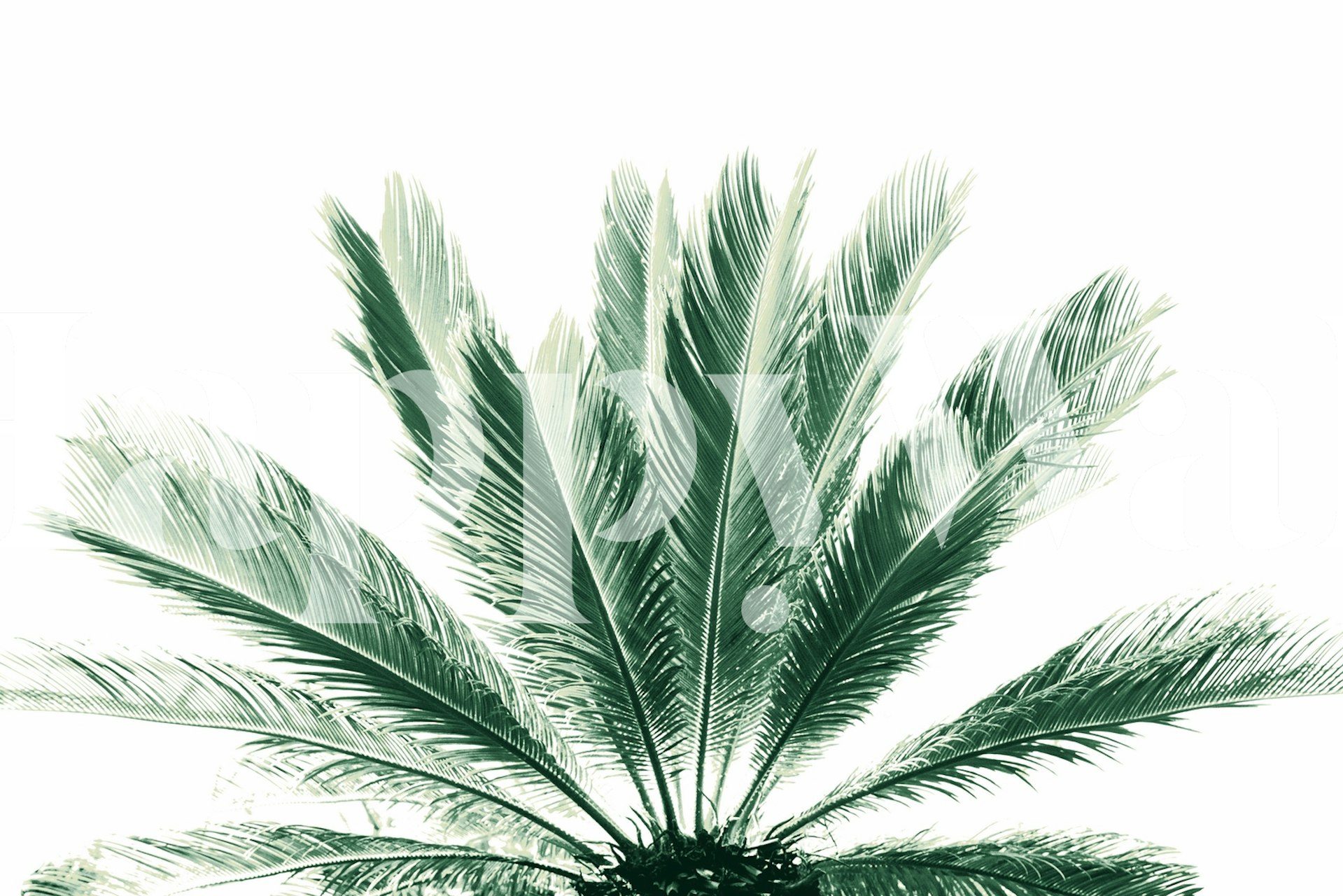 Tropical palm wallpaper in a room