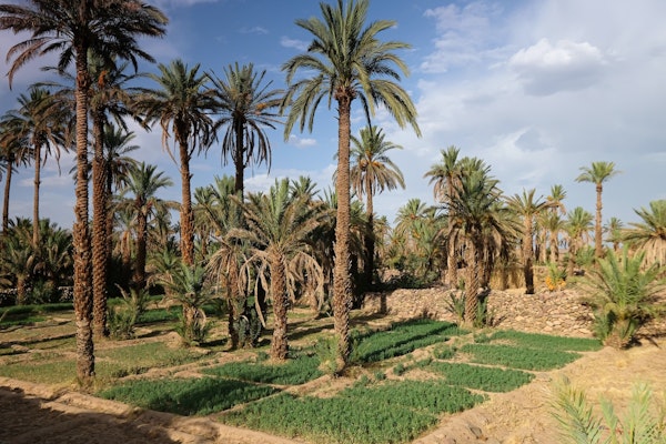 Palmtree Oasis in Morocco