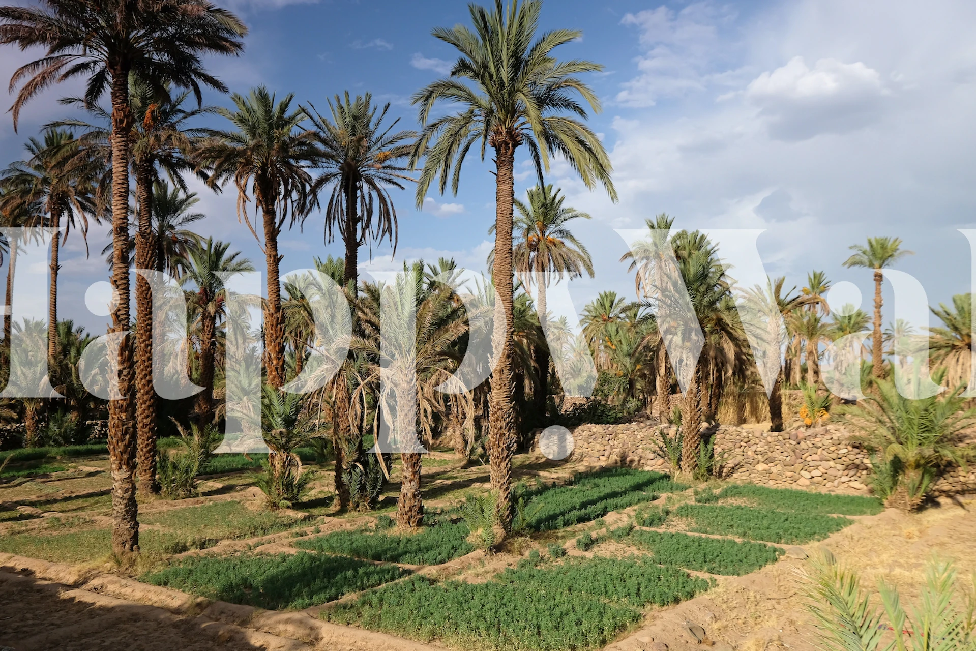 Palmtree Oasis Marokon seinämaalaus, jossa on rauhallinen lehto, jossa on reheviä palmuja ja vehreää aluskasvillisuutta