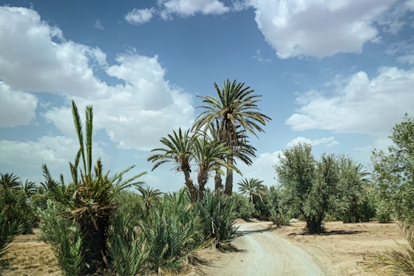 Palmtrees near the road