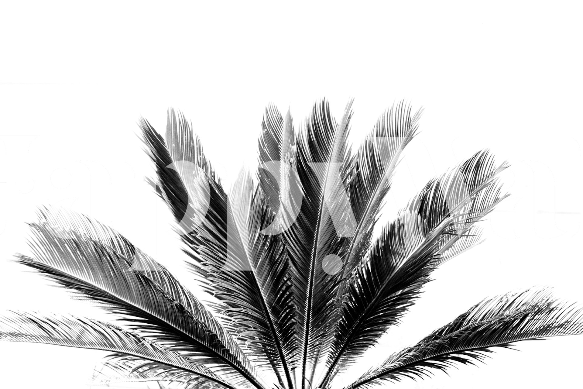 Stylish palm wallpaper for home decor