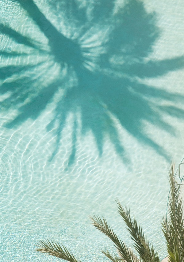 Palm Tree Pool Dream 1