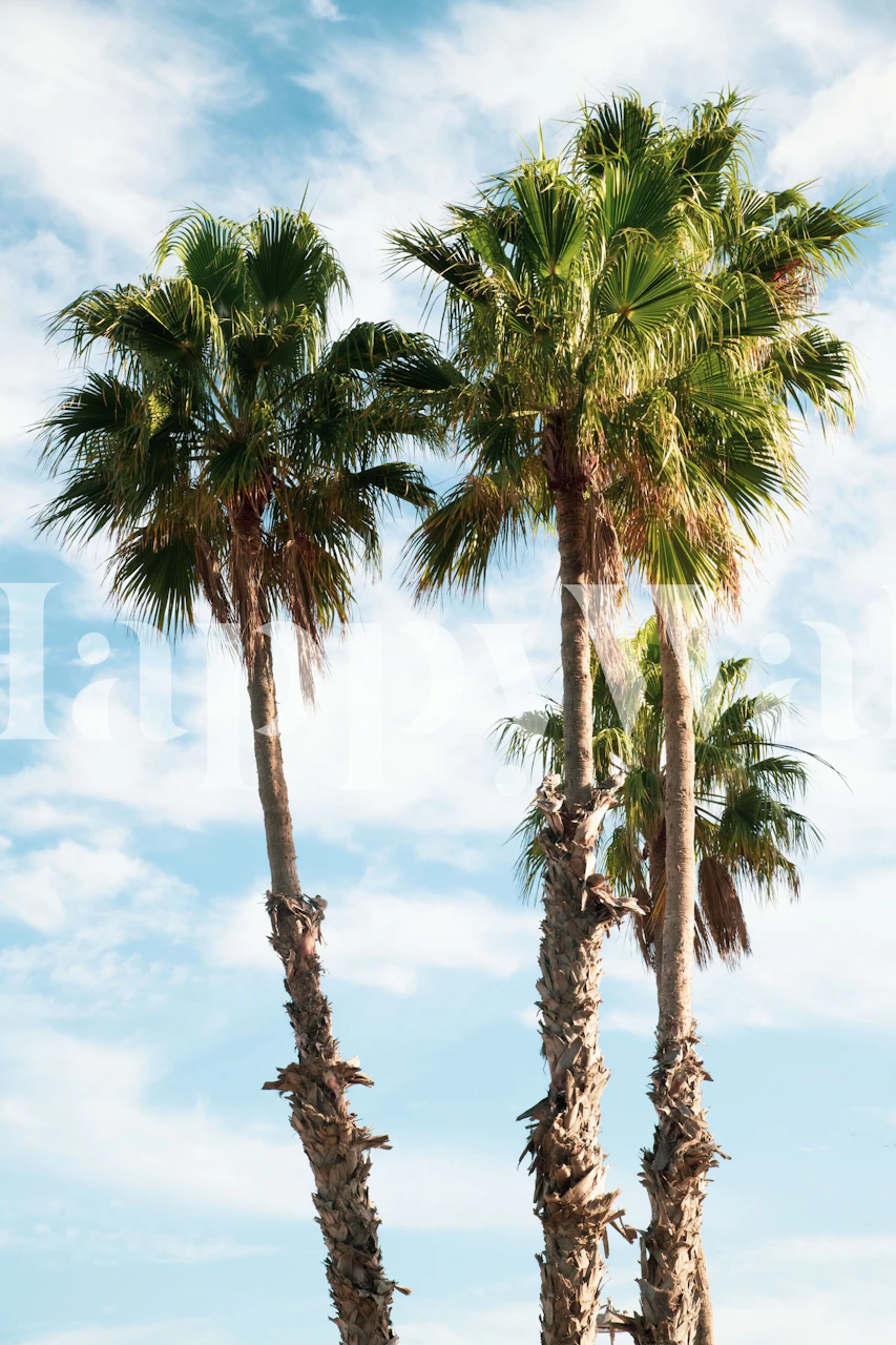 Three green palm trees against a light blue sky wallpaper
