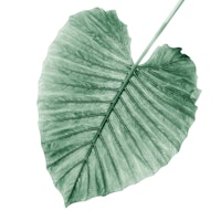 Love Leaves Evergreen - Her 1 tapete