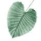 Love Leaves Evergreen - Her 1