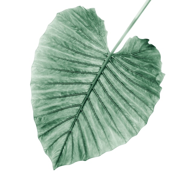 Love Leaves Evergreen - Her 1