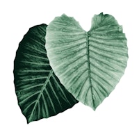 Love Leaves Evergreen HimHer 2 wallpaper