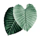 Love Leaves Evergreen HimHer 2