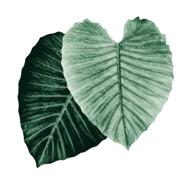 Love Leaves Evergreen HimHer 2
