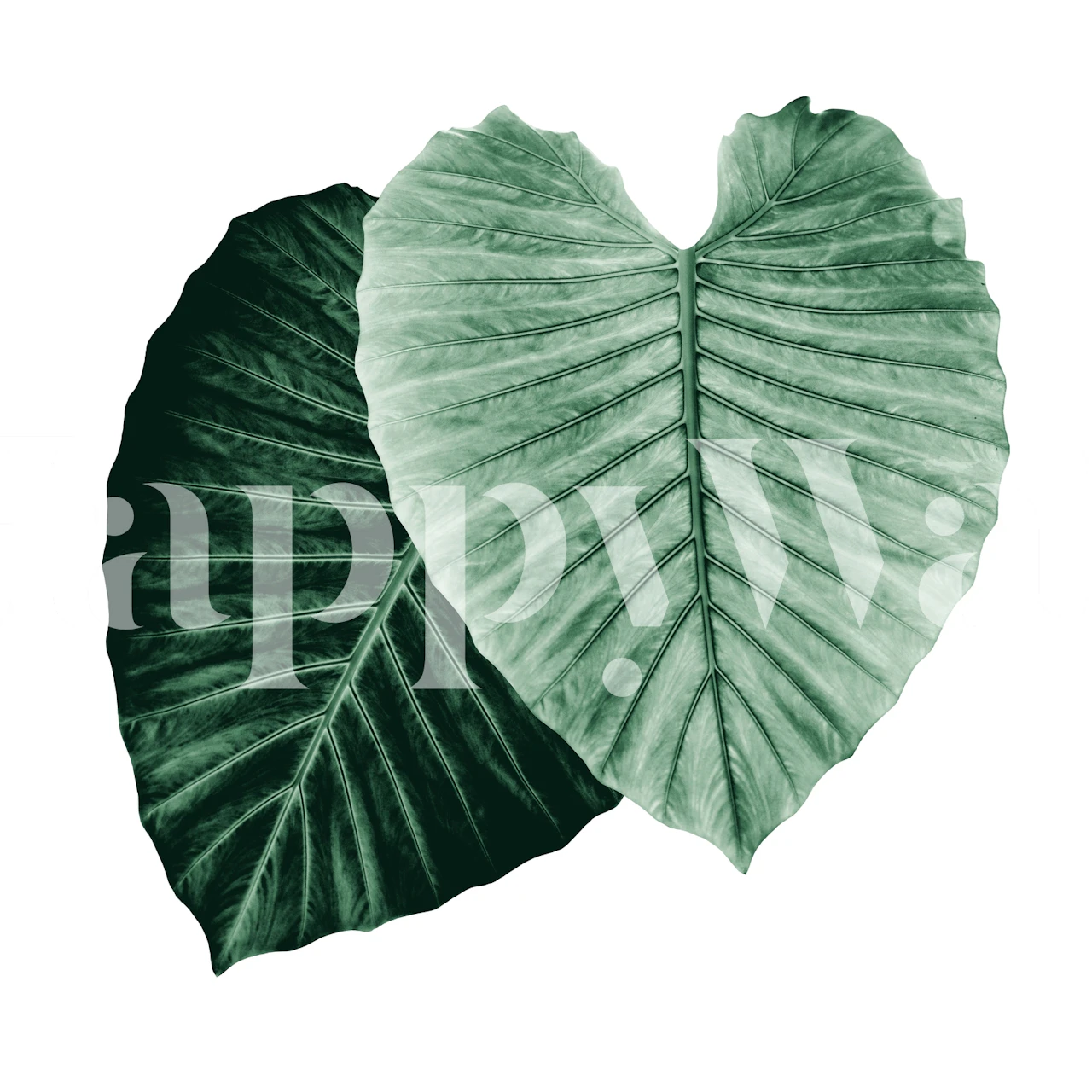 Large green leaves on a light background wallpaper