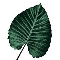 Love Leaves Evergreen Him 3 tapete