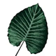 Love Leaves Evergreen Him 3
