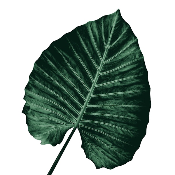 Love Leaves Evergreen Him 3