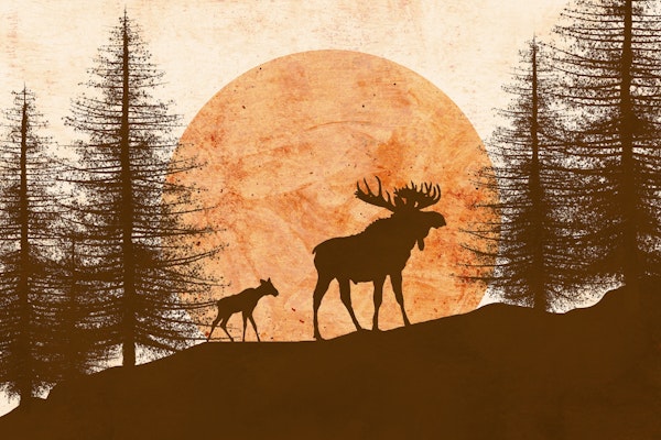 Mother moose and her cub