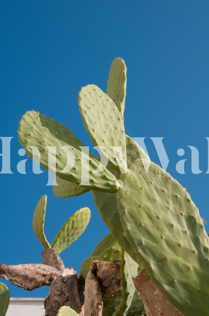 Green cactus leaves with blue sky wallpaper