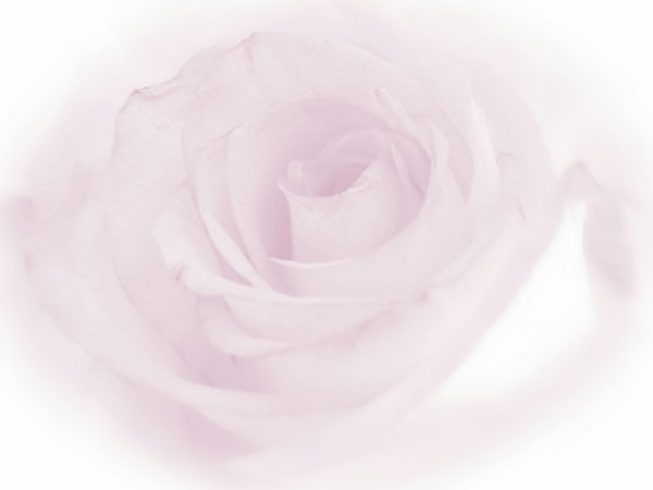 Soft Light Pink Rose