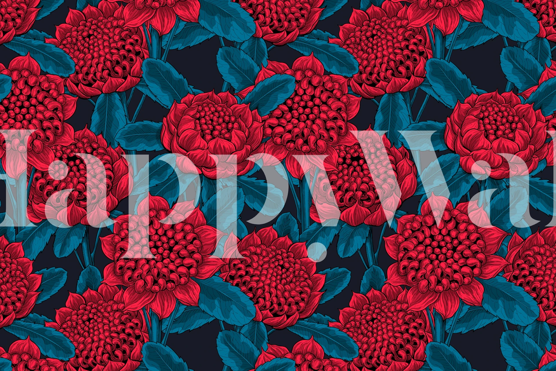 Wandgemälde „Red Waratah Flowers“ auf happywall.com mit üppigen roten Blumen auf dunklem Hintergrund