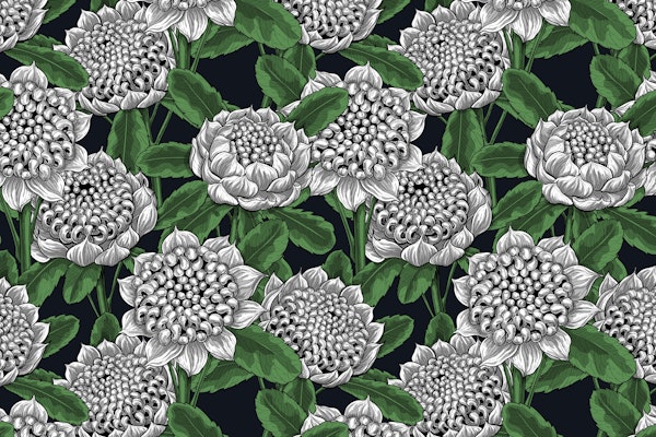 White waratah flowers