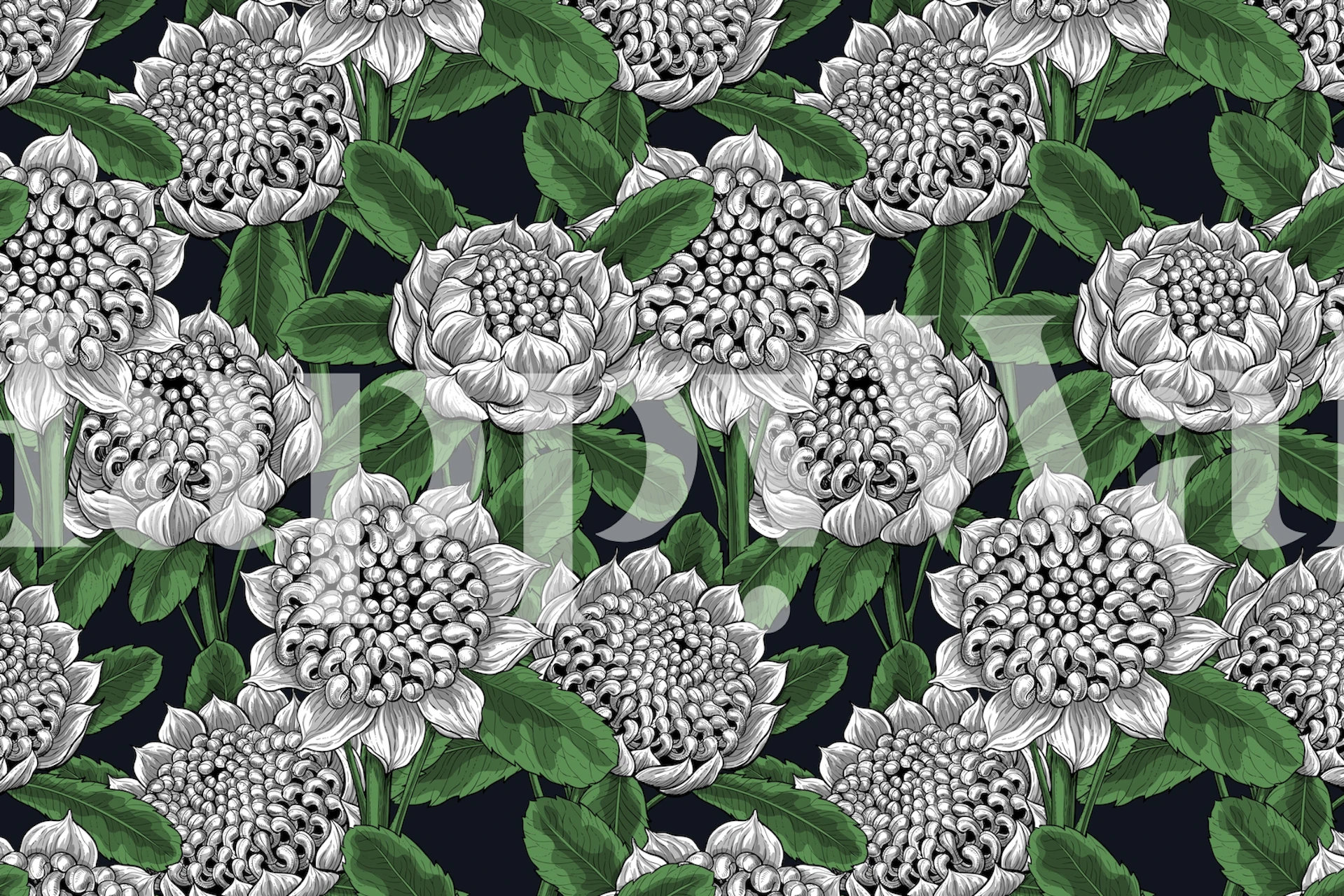 Black and white waratah flowers with green leaves wallpaper