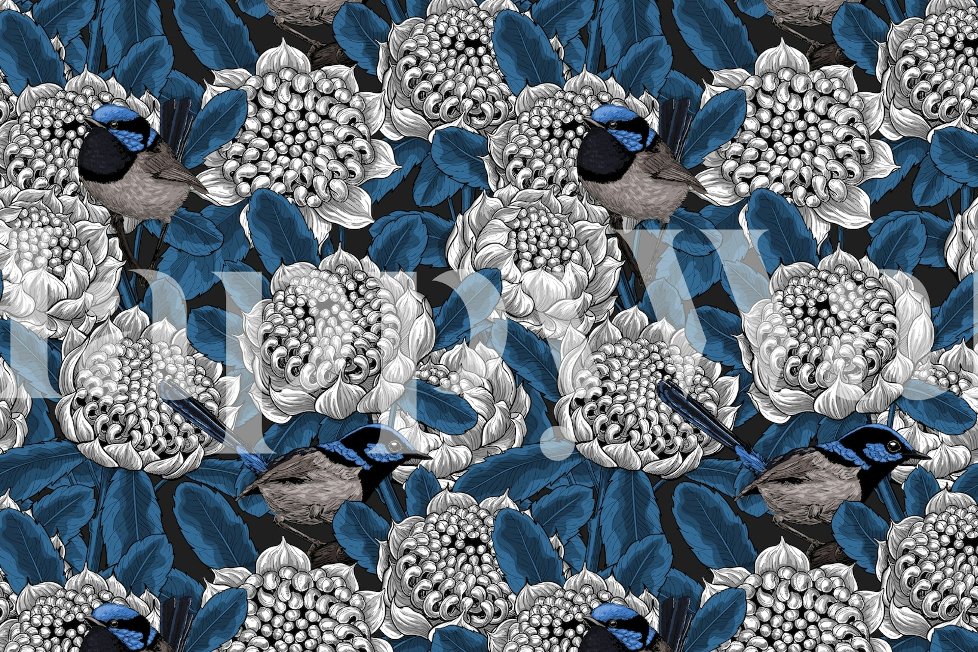 Blue waratah flowers and fairy wrens on black background wallpaper
