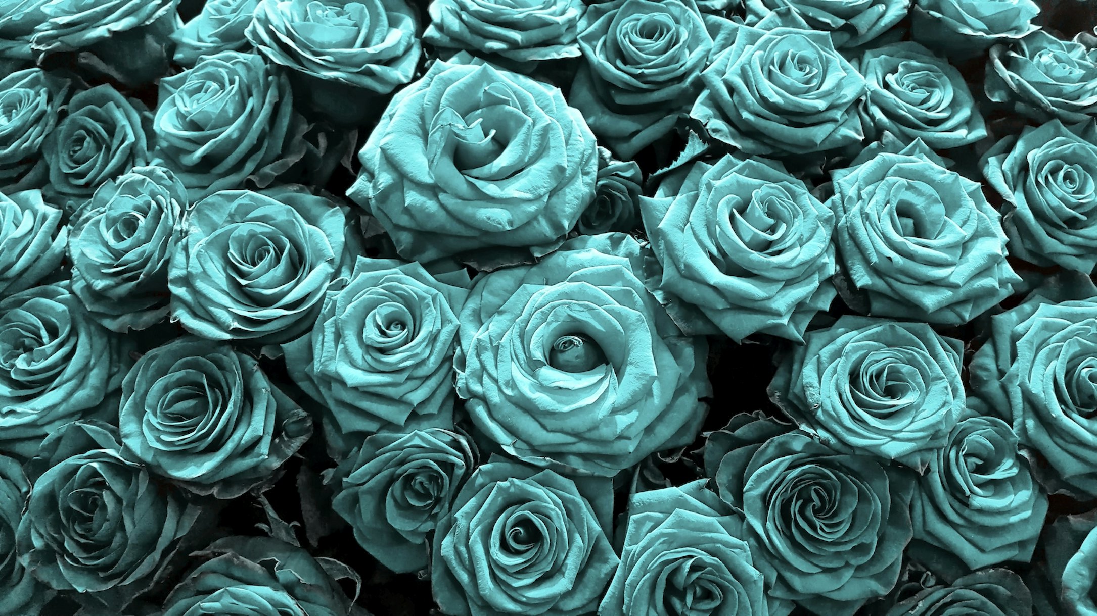 Large Teal Roses Wallpaper - Beautiful Floral Wallpapers | Happywall