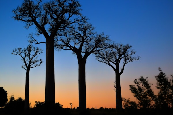 Baobab trees in the sunset