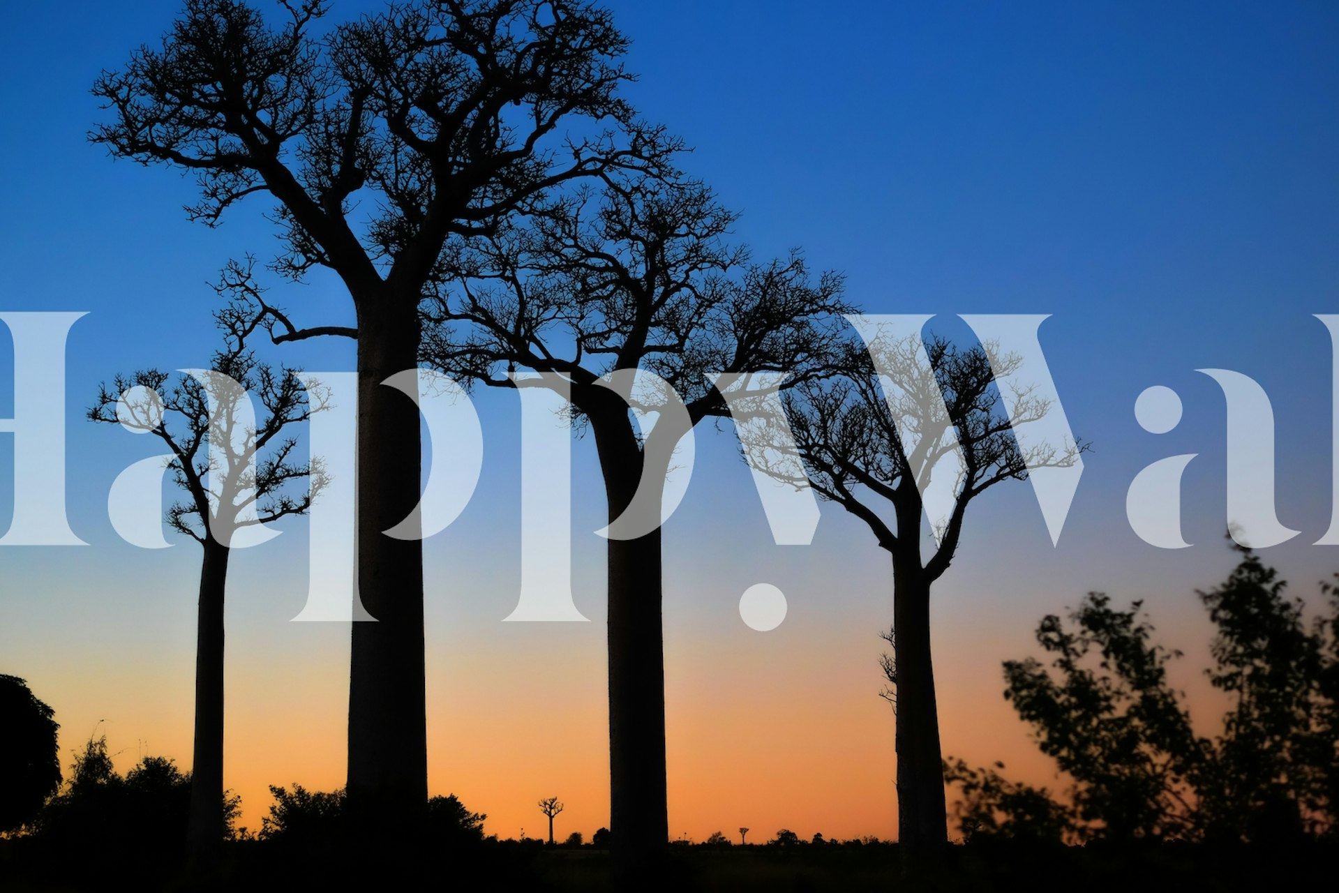 Baobab trees wallpaper in a room