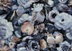 Moody Blue Flowers And Birds