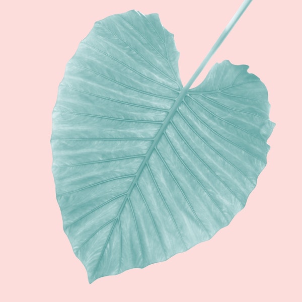 Love Leaves Evergreen Blush 1
