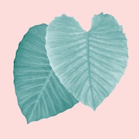 Love Leaves Evergreen Blush 2 wallpaper