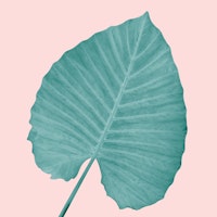 Love Leaves Evergreen Blush 3 tapete