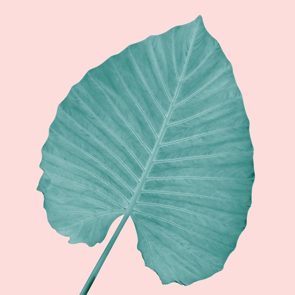 Love Leaves Evergreen Blush 3