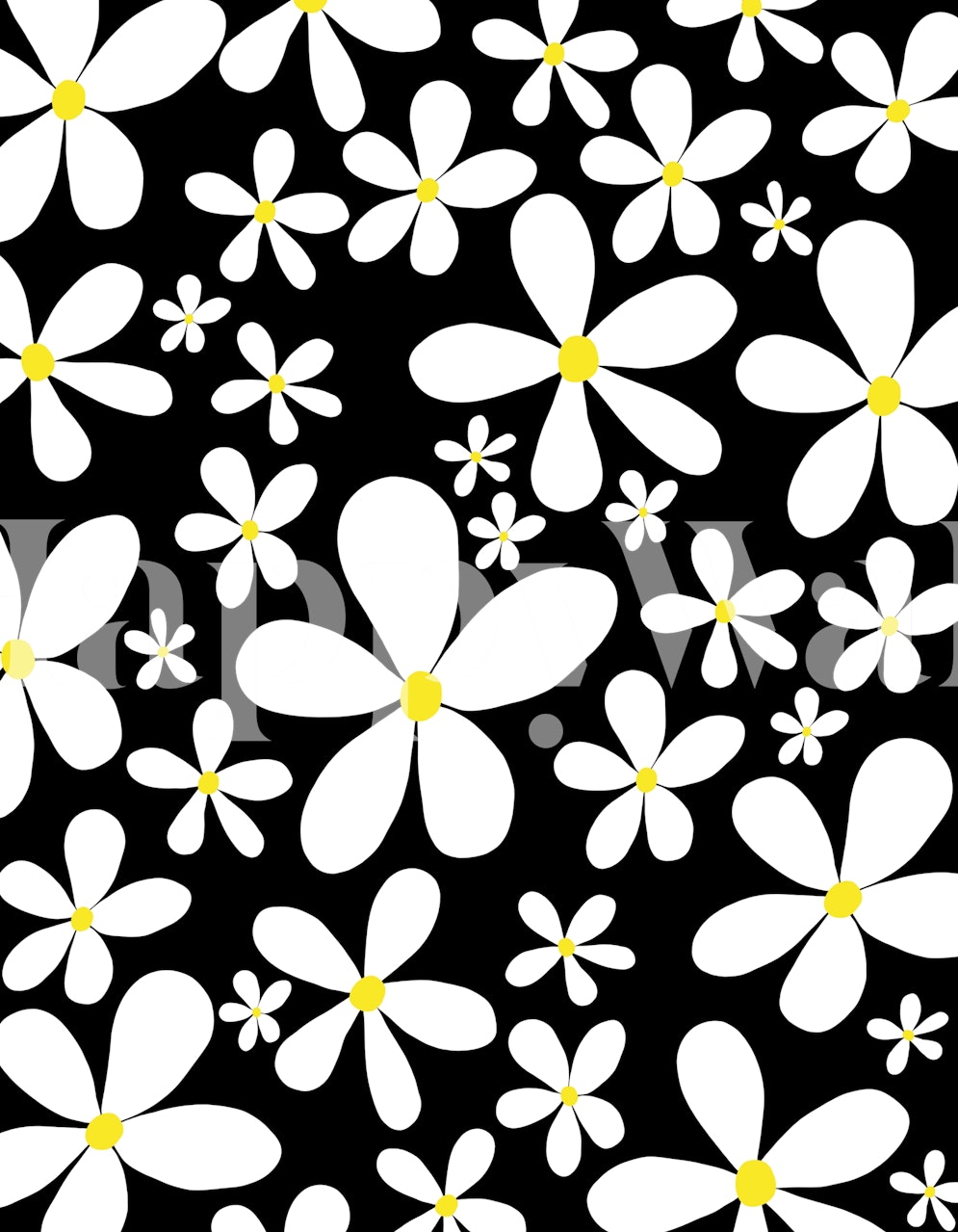White daisies with yellow centers on black background wallpaper